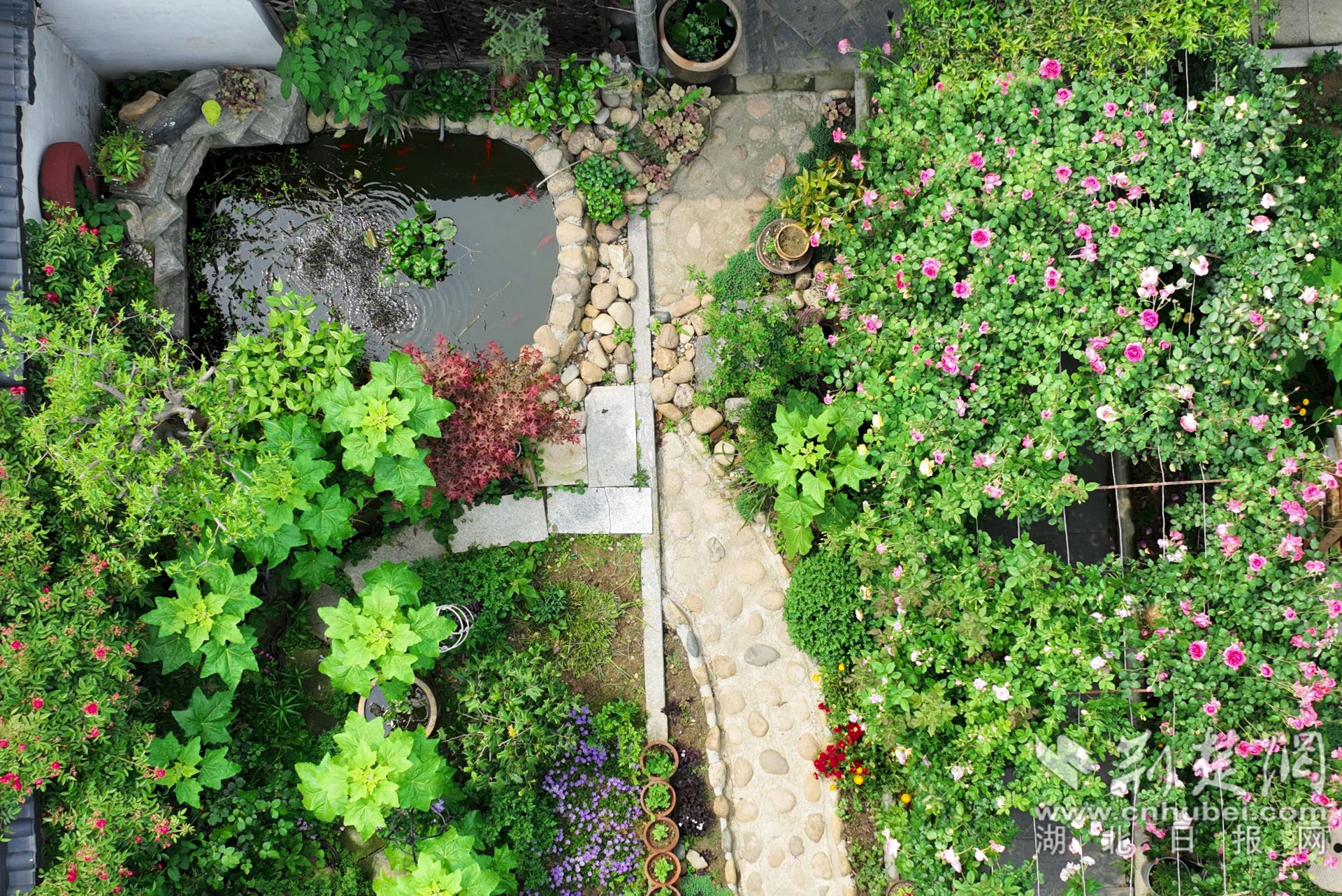 張琴將自家的庭院裝點的郁郁蔥蔥，繁花似錦，可謂一步一景。.jpg.jpg