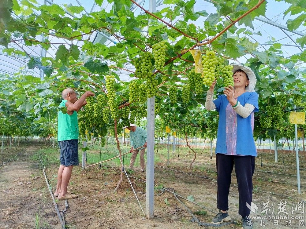西王村陽光玫瑰葡萄園。通訊員 程愛華 攝.jpg.jpg