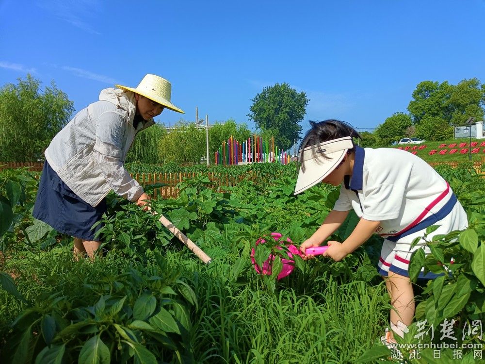 市民帶孩子在共享菜園里鋤草、澆水。通訊員 程愛華 攝.jpg.jpg