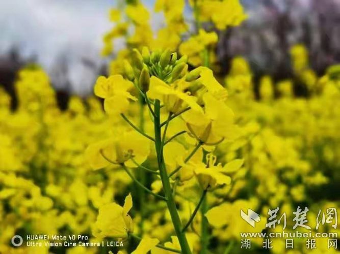 5鑫東生態(tài)園油菜花.jpg.jpg